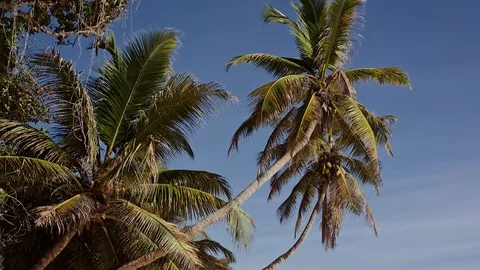 Coconut palms in Seychelles Stock Footage 93350199