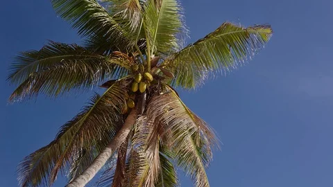 Coconut palms in Seychelles Stock Footage 93350348