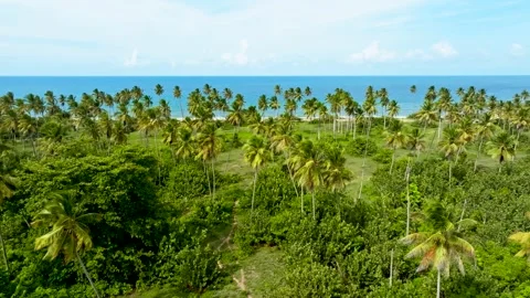Coconut palms on a sunny sandy beach by the turquoise ocean. Stock Footage 344882360