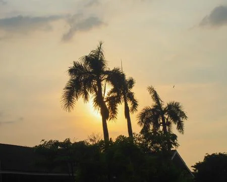 Coconut palms in the sunset Stock Photos