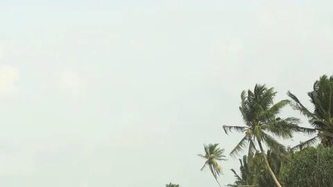 Coconut Palms Swaying in a Steady Wind in Sri Lanka Stockbeeldmateriaal 77806253