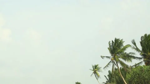 Coconut Palms Swaying in a Steady Wind in Sri Lanka Vidéo 151840423