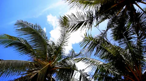 Coconut Palms Swinging in the Wind against Blue Sky. Tropical Background. Speed Stockbeeldmateriaal 39760402