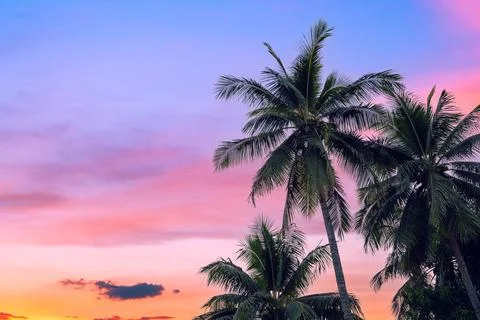 Coconut palms tree and clouds twilight Stock Photos