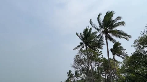 Coconut palms tree and windy. Tropical weather Stock-Footage 340407043