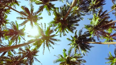 Coconut palms trees 動画素材 36336036