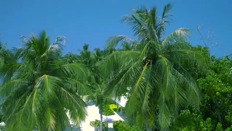 Coconut palms view from above Flight over green palm trees View of palm tree Stock Footage 220574578