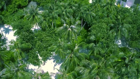 Coconut palms view from above Flight over green palm trees View of palm tree Stock Footage 220574678