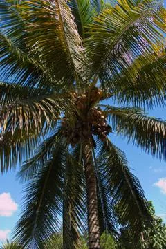 Coconut palms in Vinales Valley National Park Stock Photos