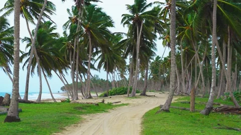 Coconut palms on the white sandy beach of the Dominican island.  Stock Footage 253779368