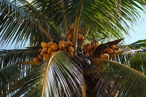 Coconut palmtree Stock Photos