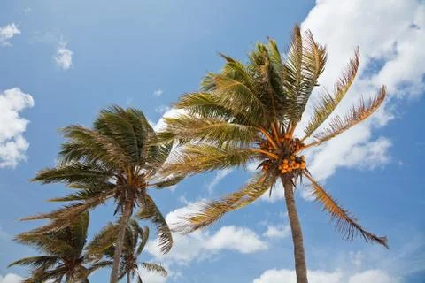 Coconut palmtrees Stock Photos
