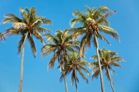 Coconut palmtrees Stock Photos