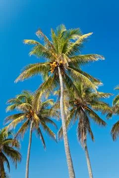 Coconut palmtrees Stock Photos