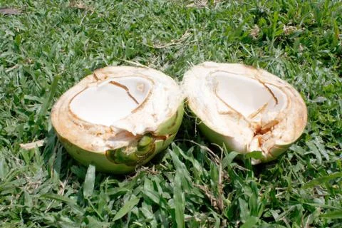 Coconut Stock Photos