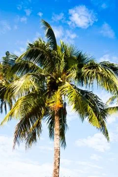 Coconut Stock Photos