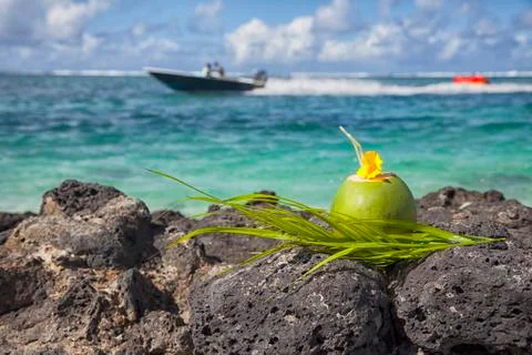 Coconut 库存照片