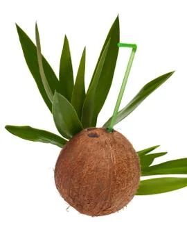 Coconut. Stock Photos