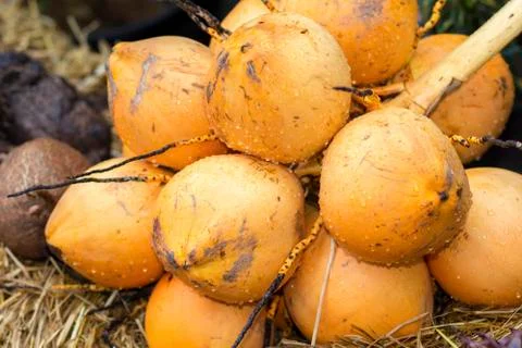 Coconut Stock Photos