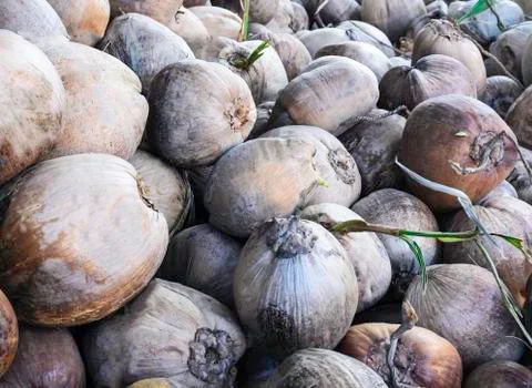Coconut Stock Photos