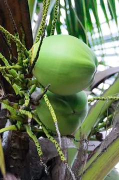 Coconut Stock Photos