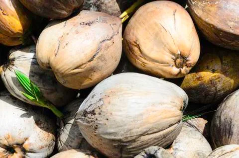 Coconut Stock Photos