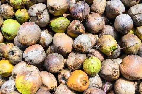Coconut Stock Photos