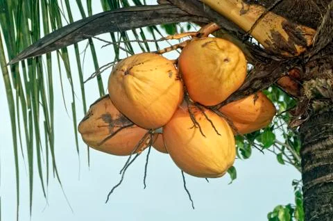 Coconut Stock Photos