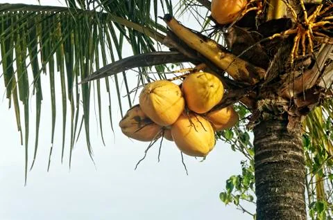 Coconut Foto stock