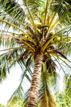Coconut Stock Photos