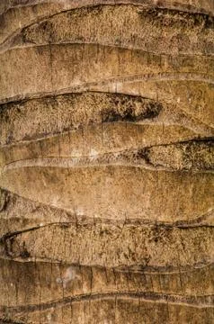 Coconut Stock Photos