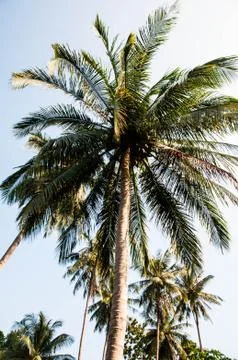Coconut Stock Photos