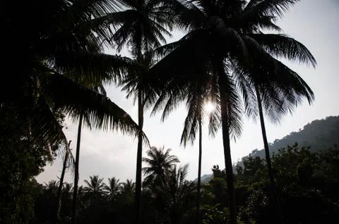 Coconut Stock Photos