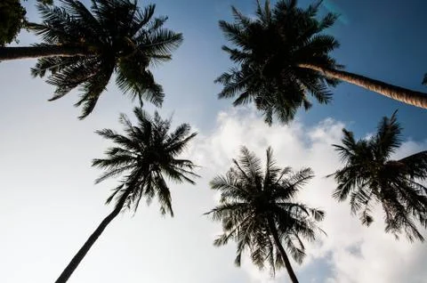 Coconut Stock Photos