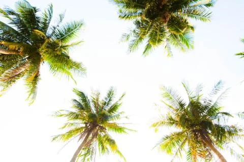 Coconut Stock Photos