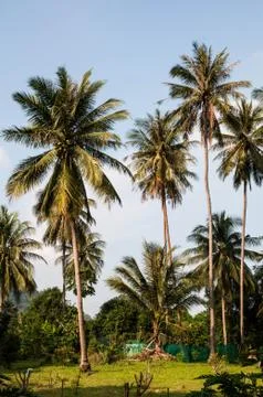 Coconut Stock Photos