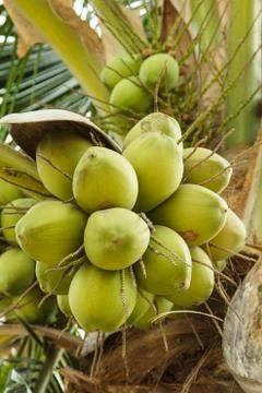 Coconut Stock Photos