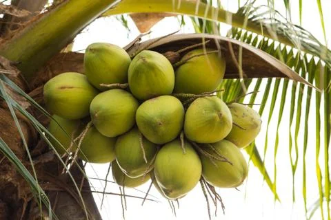 Coconut Stock Photos