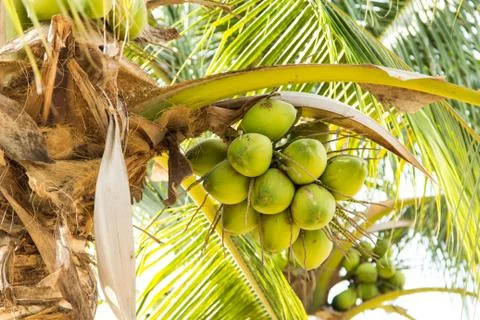 Coconut Stock Photos