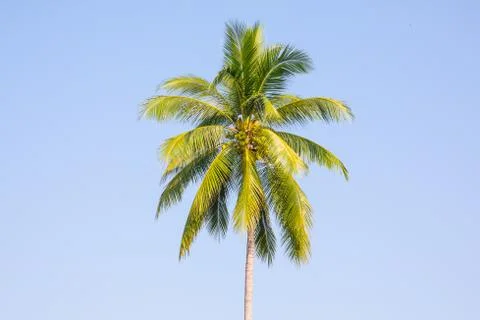 Coconut Stock Photos