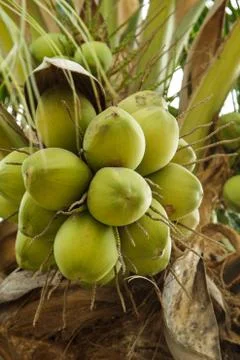 Coconut Stock Photos