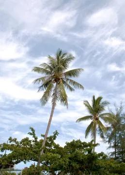 Coconut Stock Photos