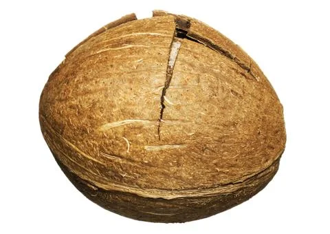 Coconut Stock Photos