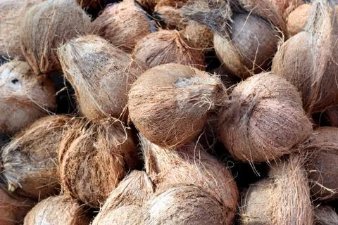 Coconut Stock Photos