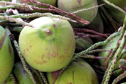 Coconut Stock Photos