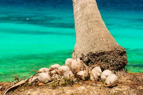 Coconut Stock Photos
