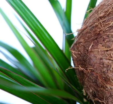 Coconut Stock Photos