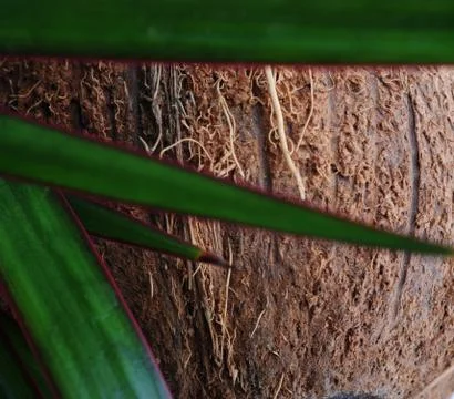 Coconut Stock Photos