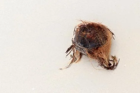 Coconut Stock Photos