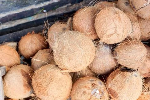 Coconut Stock Photos